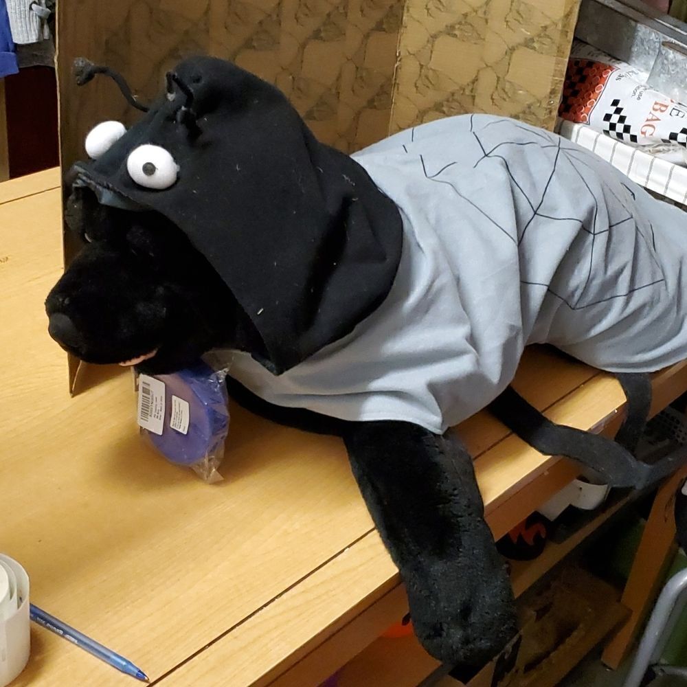 Halloween‎ spider costume for a large dog